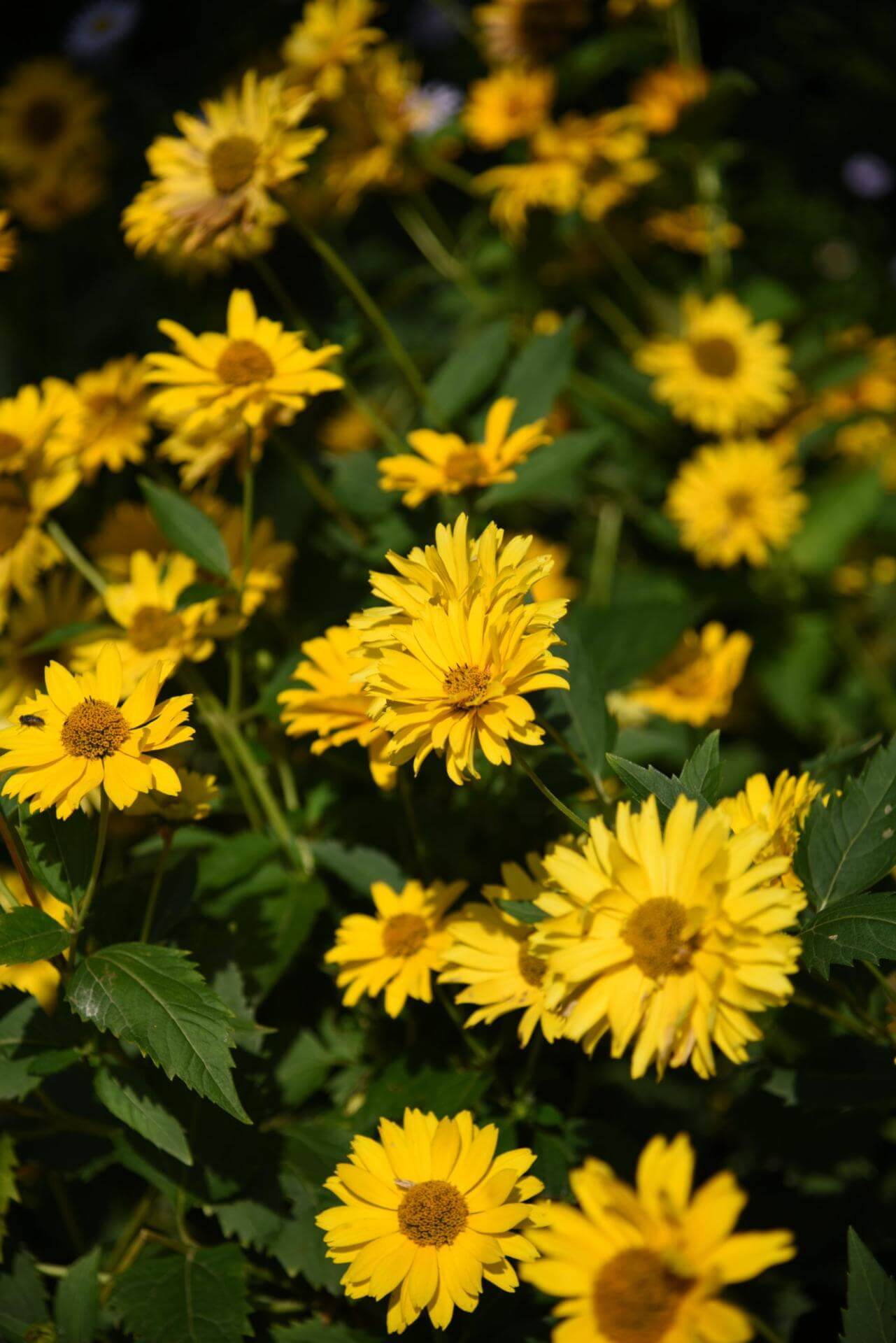 GartenSonnenauge 'Venus' / Heliopsis scabra 'Venus'
