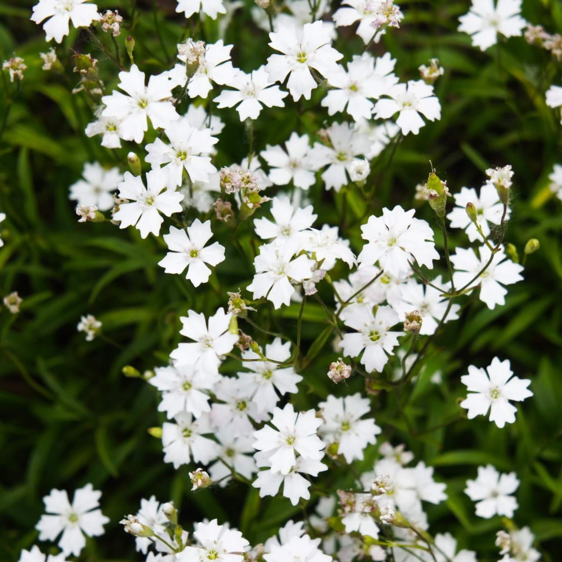 Alpen-Leimkraut (Heliosperma alpestre)