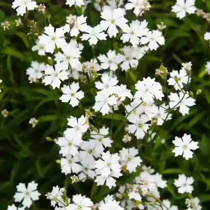 Foto von Alpen-Leimkraut (Heliosperma alpestre)