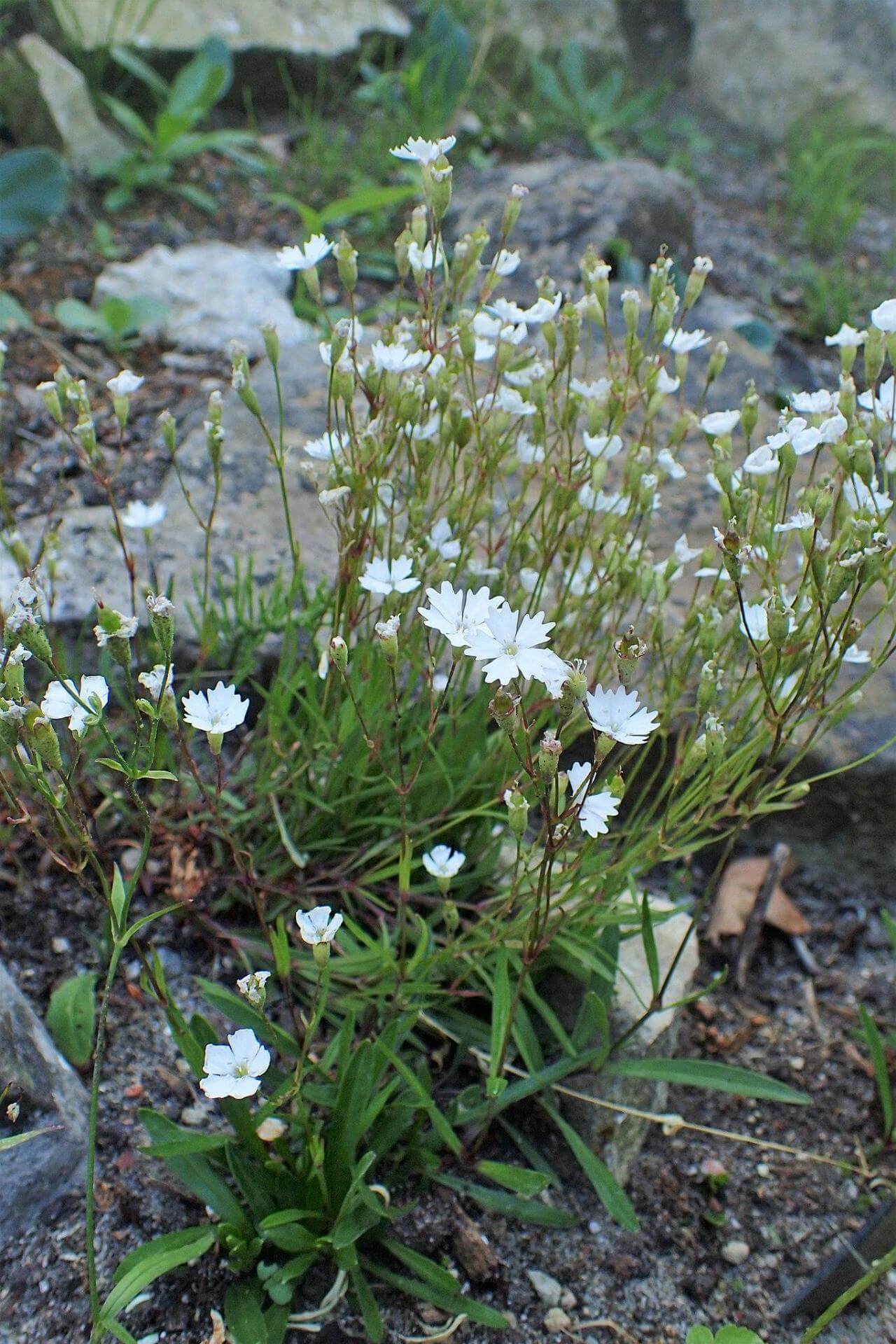 AlpenLeimkraut Expertenwissen für den Garten