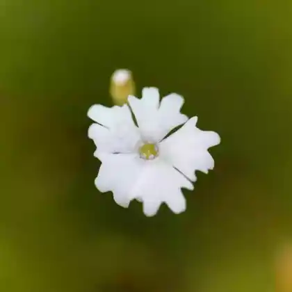 Foto von Kleiner Strahlensame (Heliosperma pusillum)