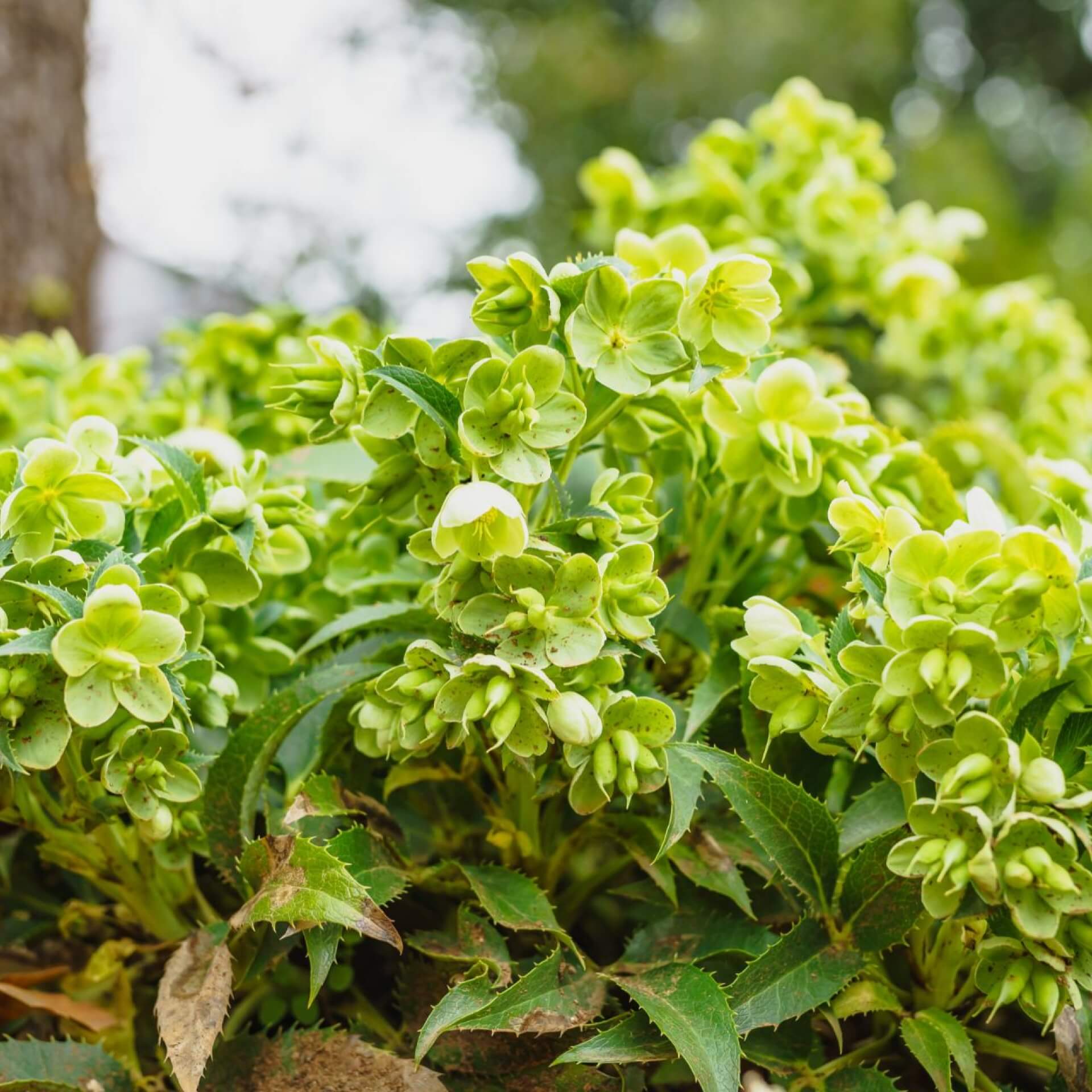 Korsische Nieswurz (Helleborus argutifolius)