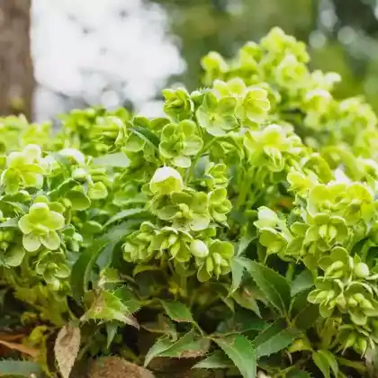Foto von Korsische Nieswurz (Helleborus argutifolius)