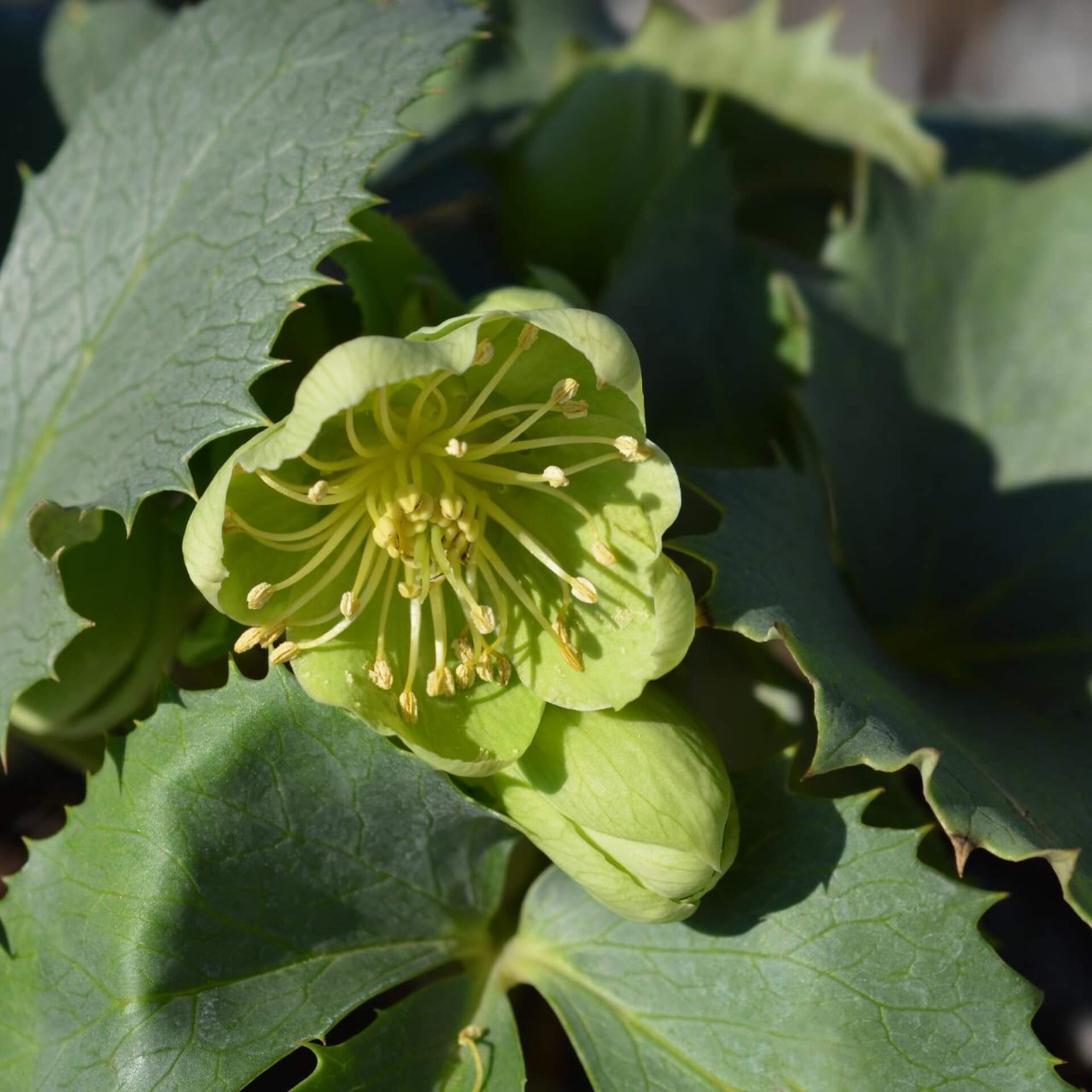 Korsische Nieswurz 'Silver Lace' (Helleborus argutifolius 'Silver Lace')