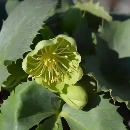 Foto von Korsische Nieswurz 'Silver Lace' (Helleborus argutifolius 'Silver Lace')