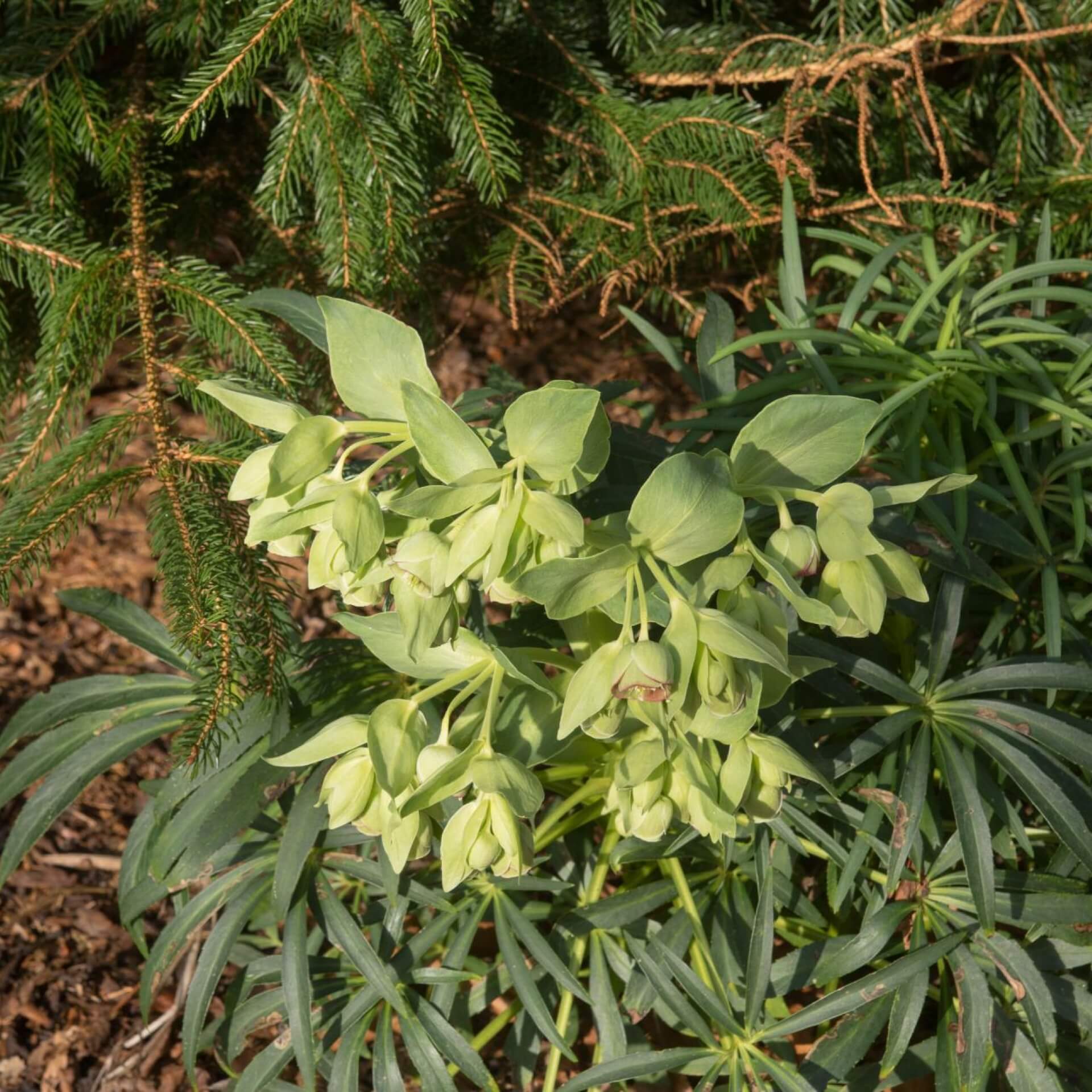 Palmblatt Nieswurz (Helleborus foetidus)