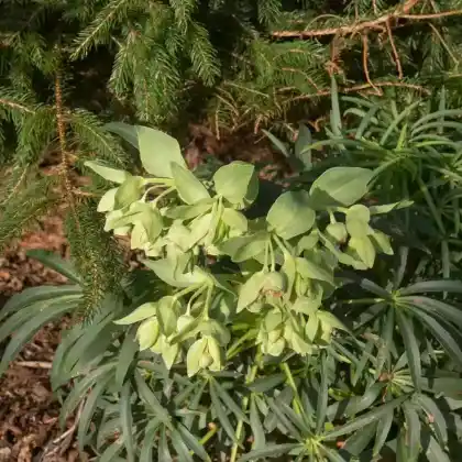 Foto von Palmblatt Nieswurz (Helleborus foetidus)