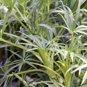 Helleborus foetidus 'Wester Flisk'
