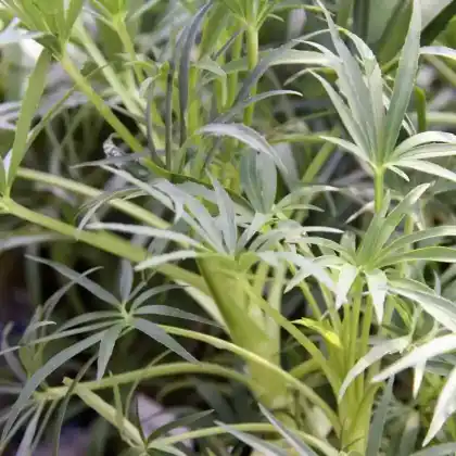 Foto von Palmblatt-Nieswurz 'Wester Flisk' (Helleborus foetidus 'Wester Flisk')