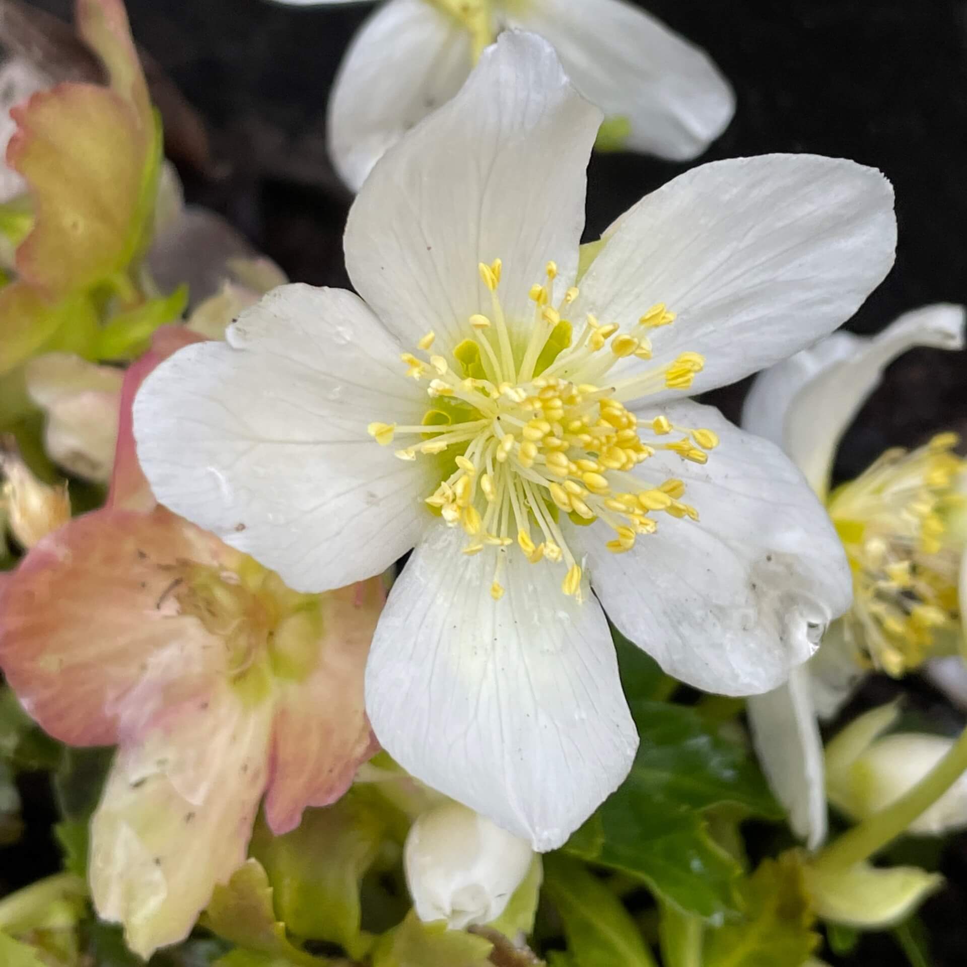 Schwarze Nieswurz (Helleborus niger)