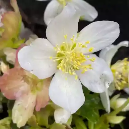 Foto von Schwarze Nieswurz (Helleborus niger)