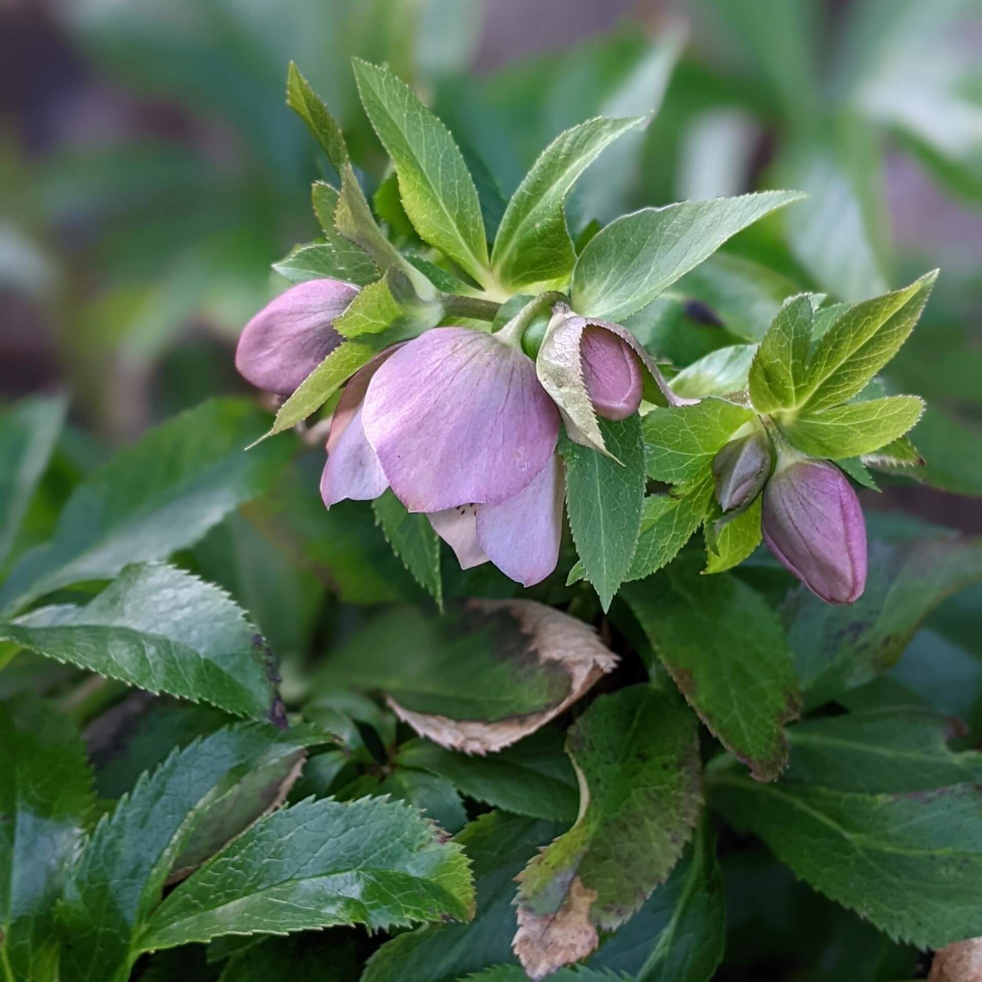 Orientalische Nieswurz (Helleborus orientalis)