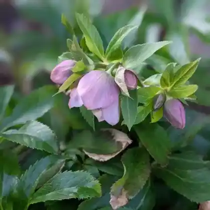 Foto von Orientalische Nieswurz (Helleborus orientalis)