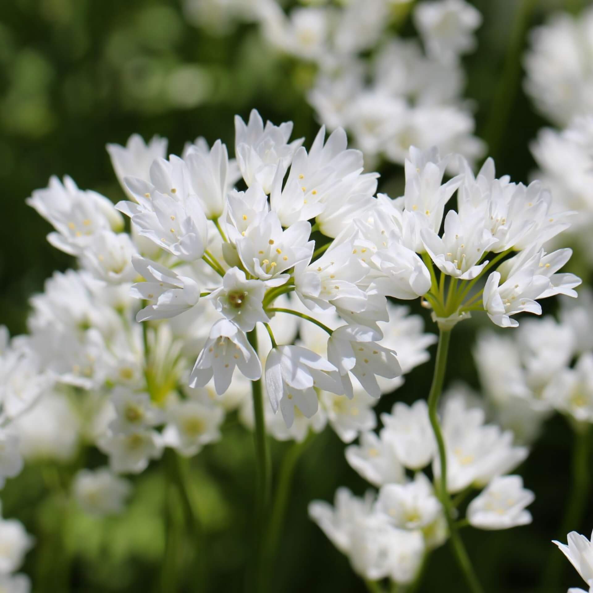 Libanon-Lauch (Allium zebdanense)