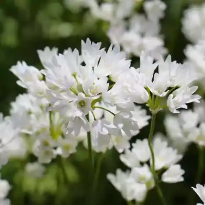 Foto von Libanon-Lauch (Allium zebdanense)