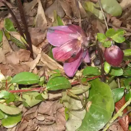 Foto von Orientalische Nieswurz 'Atrorubens' (Helleborus orientalis 'Atrorubens')