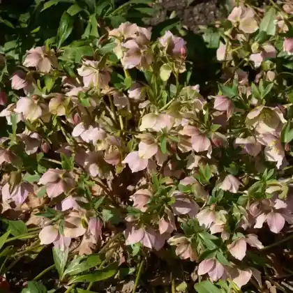 Foto von Orientalische Nieswurz 'Pink Lady' (Helleborus orientalis 'Pink Lady')