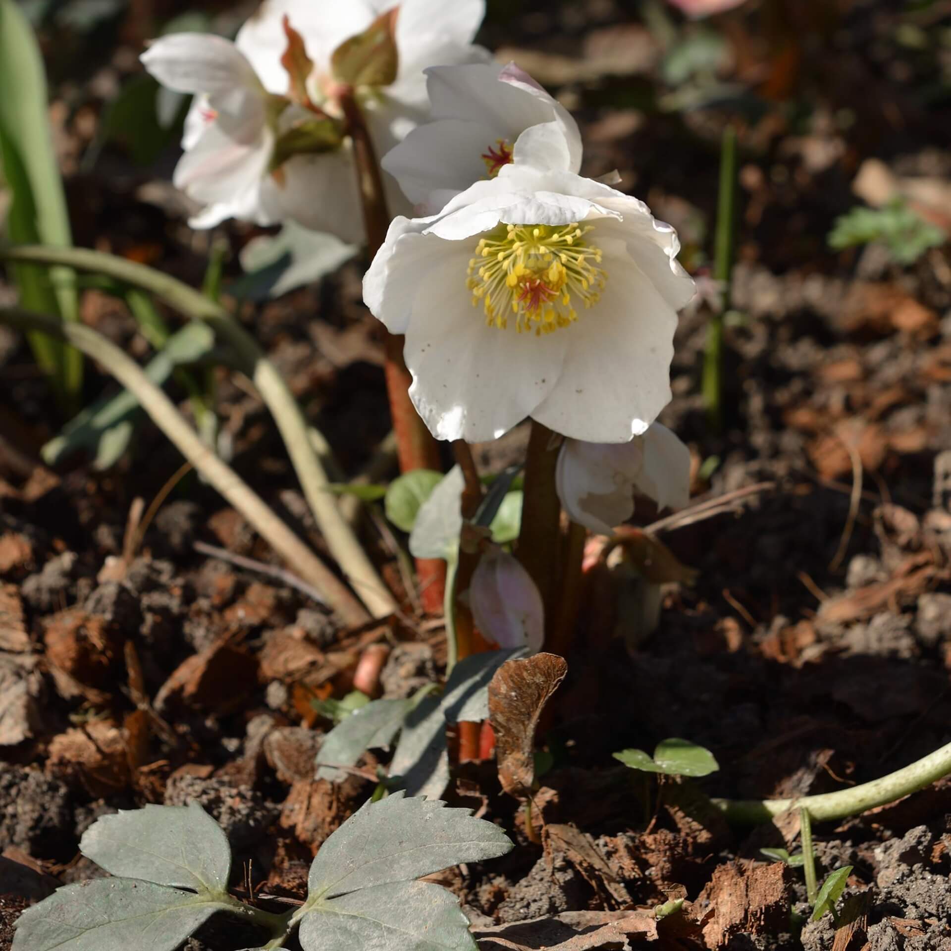 Orientalische Nieswurz 'White Lady' (Helleborus orientalis 'White Lady')