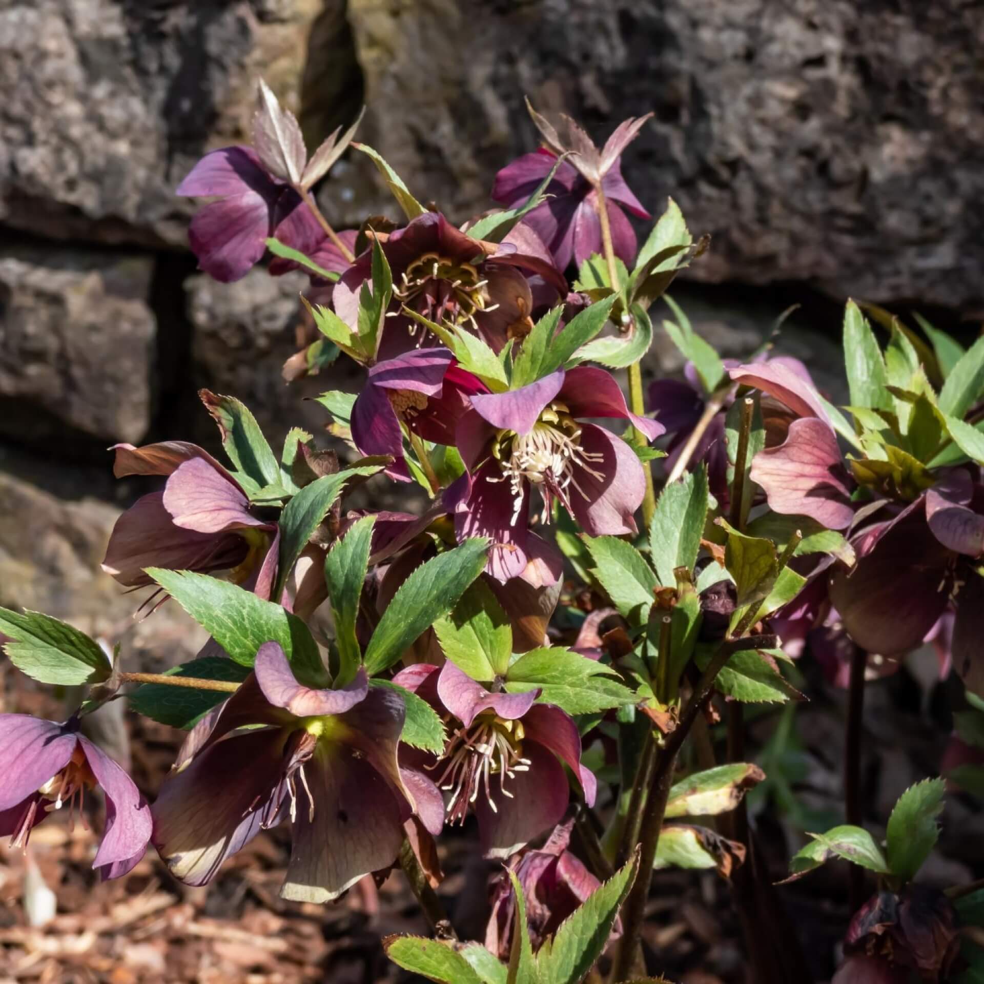 Purpurnieswurz (Helleborus purpurascens)