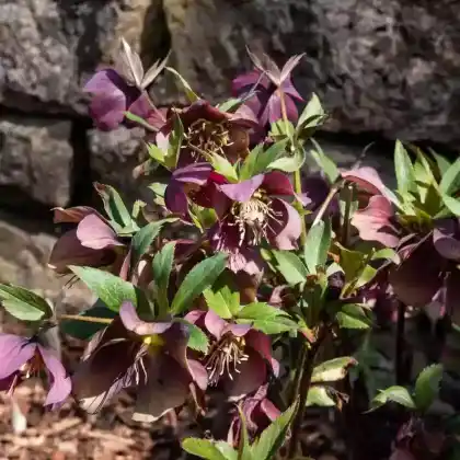 Foto von Purpurnieswurz (Helleborus purpurascens)