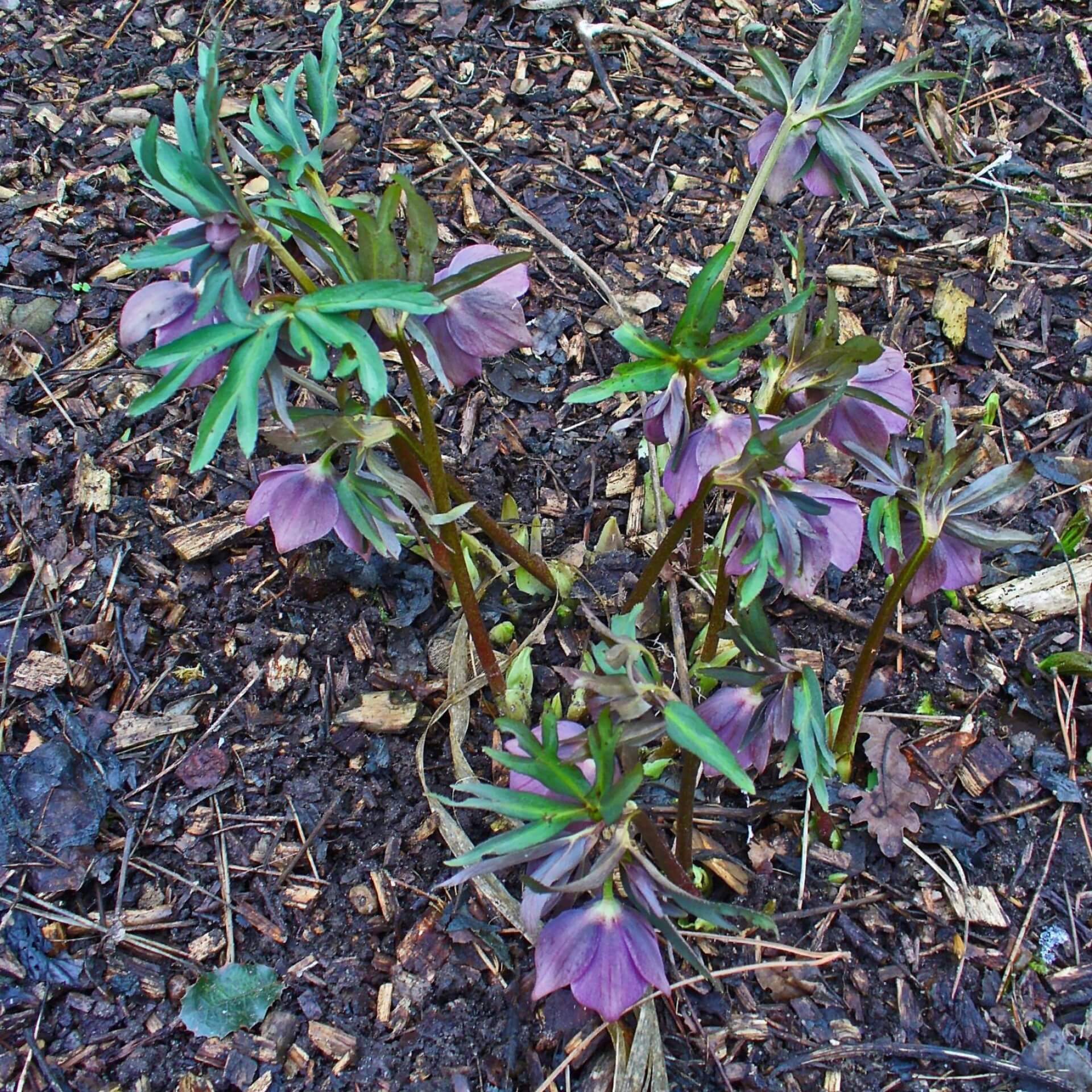 Purpurnieswurz (Helleborus purpurascens)