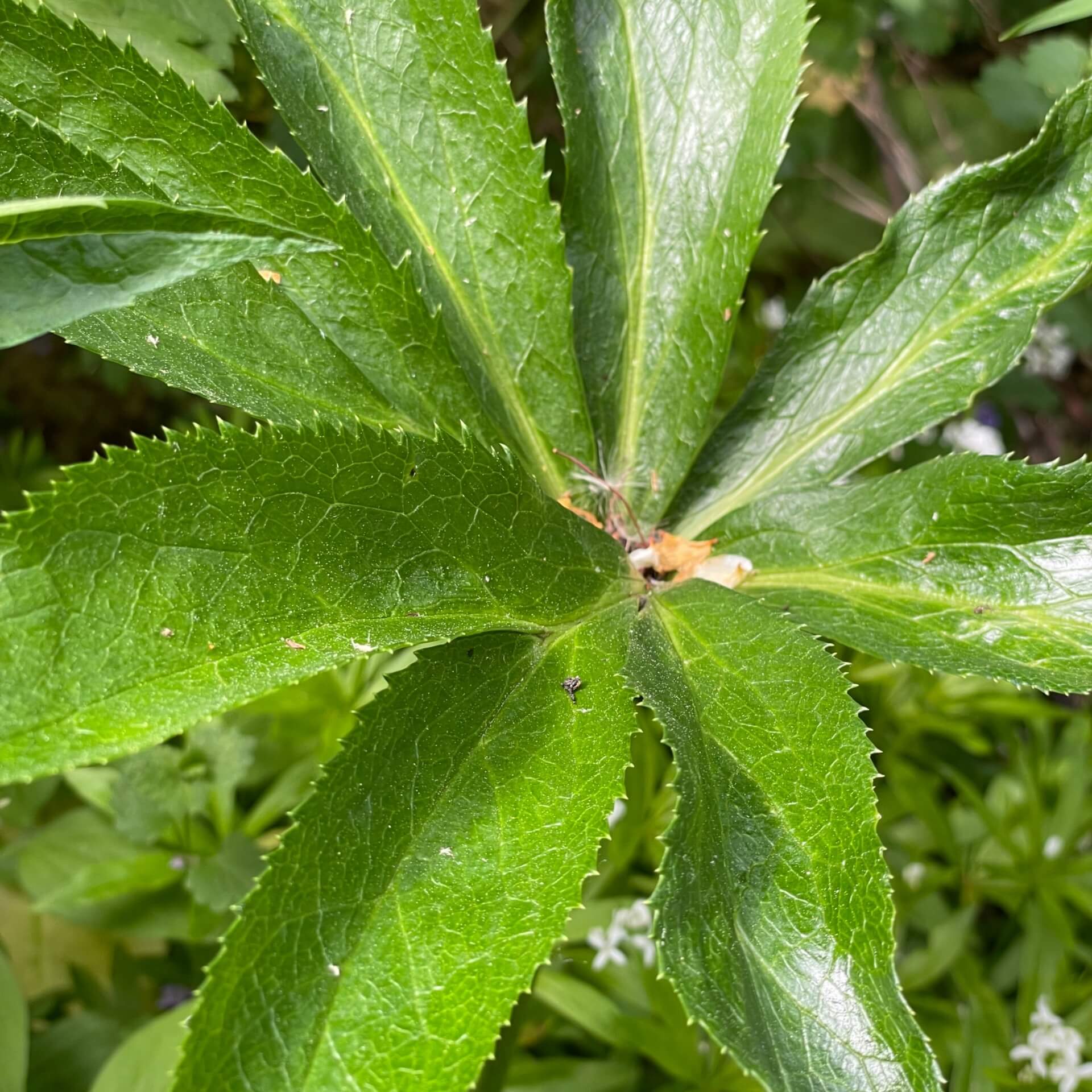 Grüne Nieswurz (Helleborus viridis)