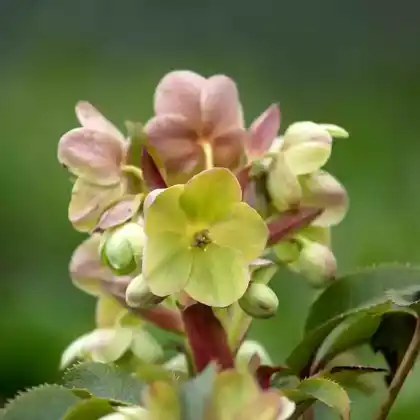 Foto von Bastard-Nieswurz (Helleborus x sternii)