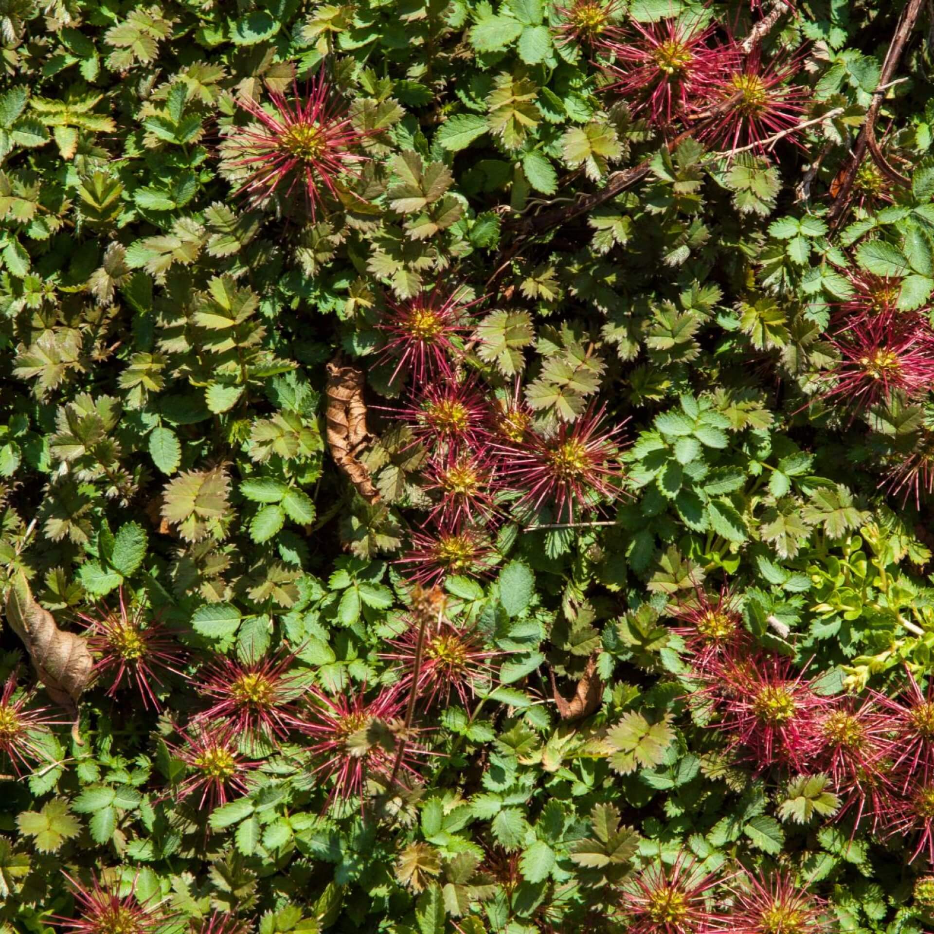 Braunrotes Stachelnüsschen 'Kupferteppich' (Acaena microphylla 'Kupferteppich')