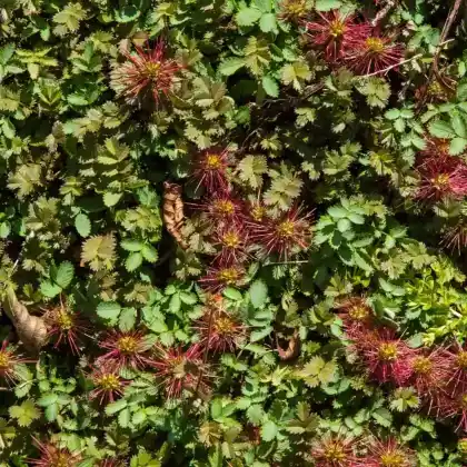 Foto von Braunrotes Stachelnüsschen 'Kupferteppich' (Acaena microphylla 'Kupferteppich')
