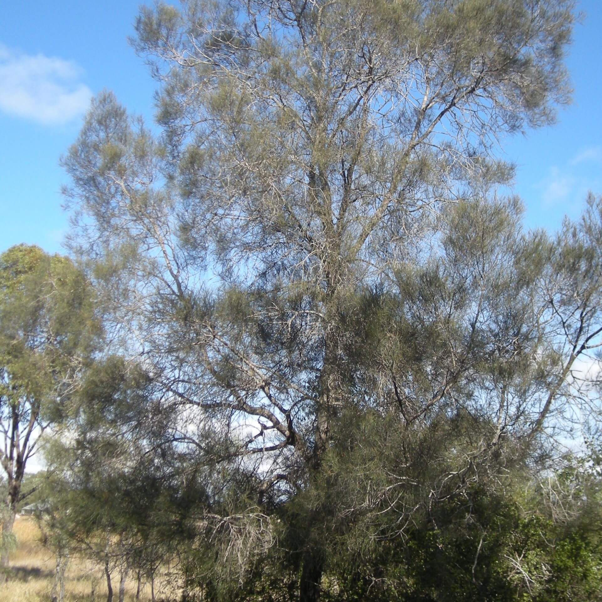 Buloke (Allocasuarina luehmannii)