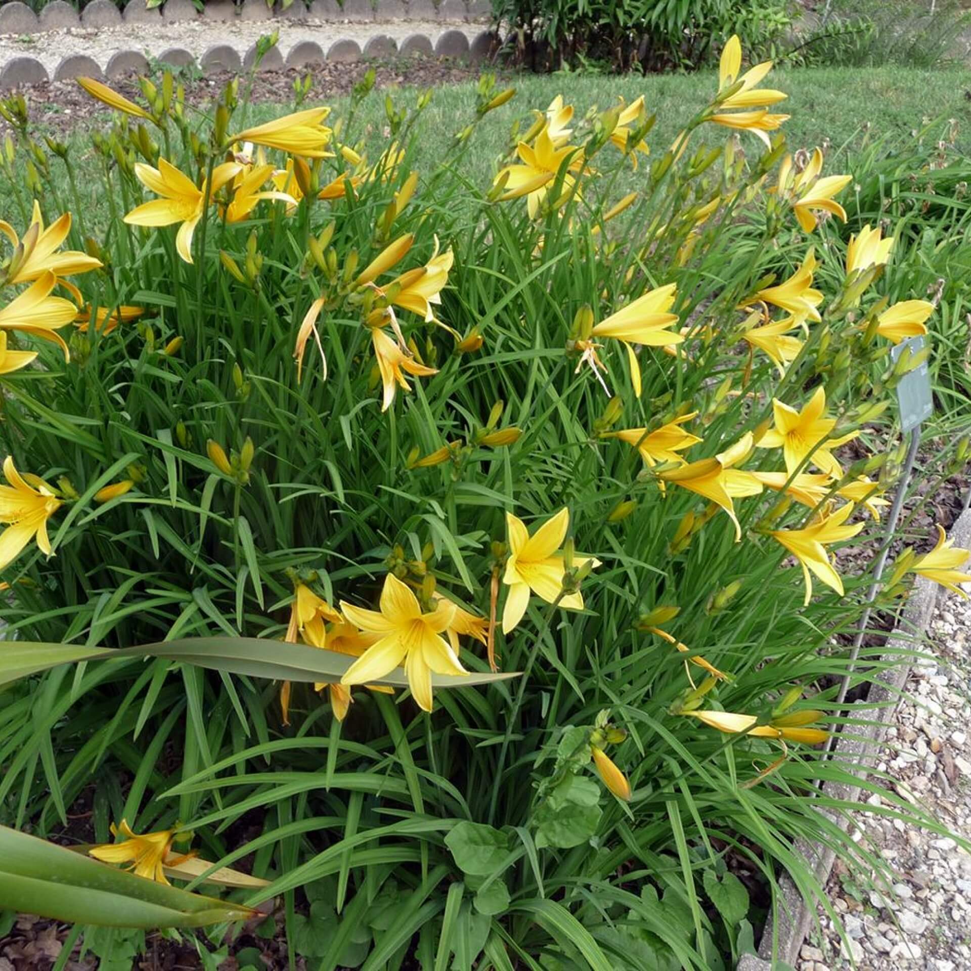 Zitronen-Taglilie (Hemerocallis citrina)