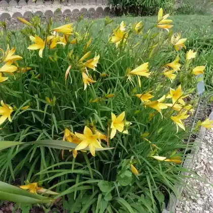 Foto von Zitronen-Taglilie (Hemerocallis citrina)