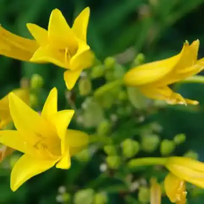 Foto von Zitronen-Taglilie 'Baroni' (Hemerocallis citrina 'Baroni')