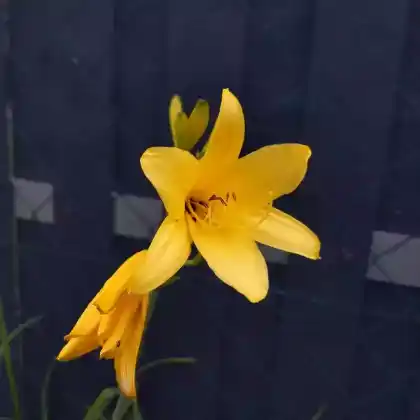 Foto von Frühe-Wiesen-Taglilie (Hemerocallis lilioasphodelus)