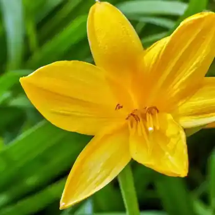 Foto von Middendorffs Taglilie (Hemerocallis middendorffii)
