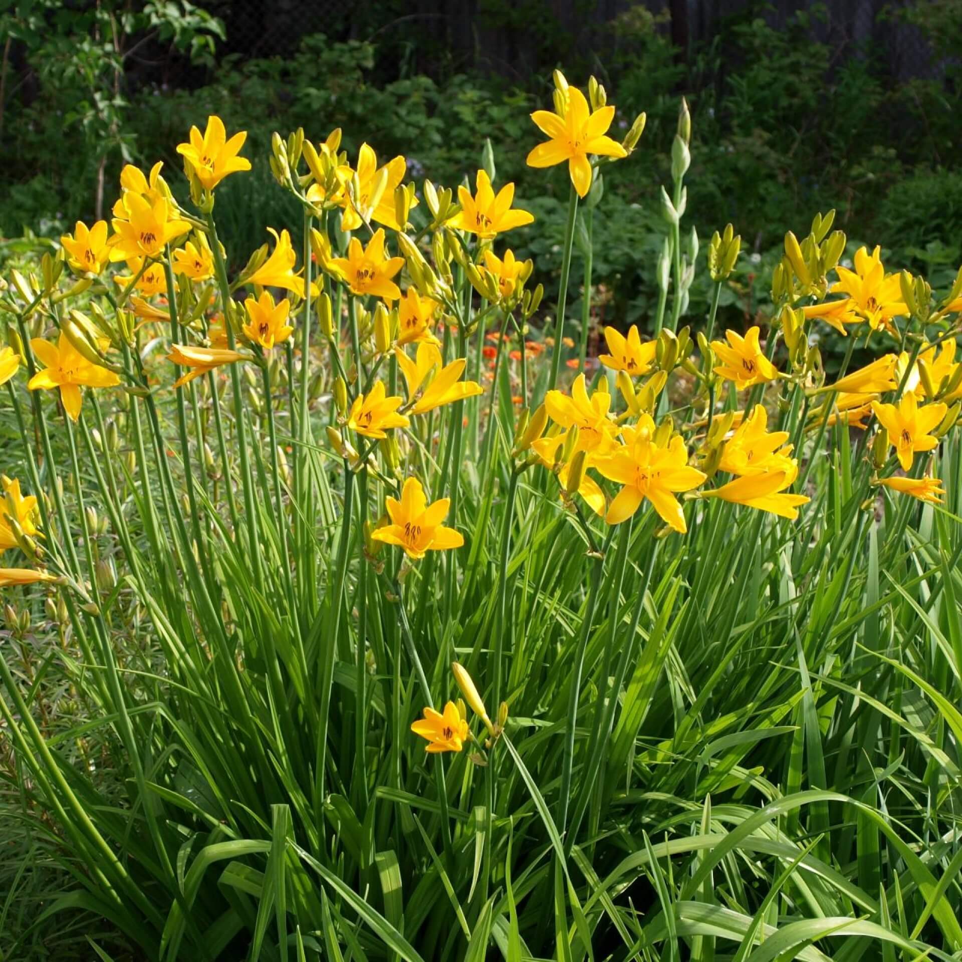 Kleine Taglilie (Hemerocallis minor)