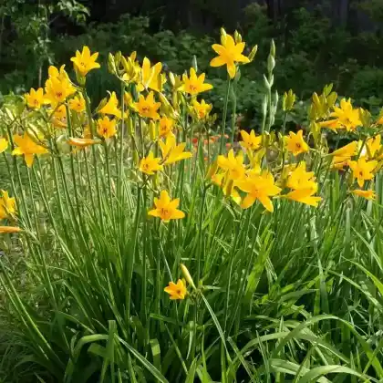 Foto von Kleine Taglilie (Hemerocallis minor)