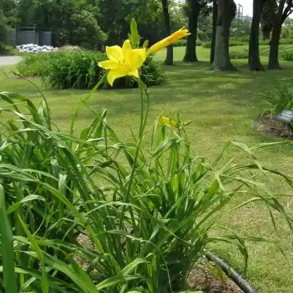 Foto von Thunbergs-Taglilie (Hemerocallis thunbergii)