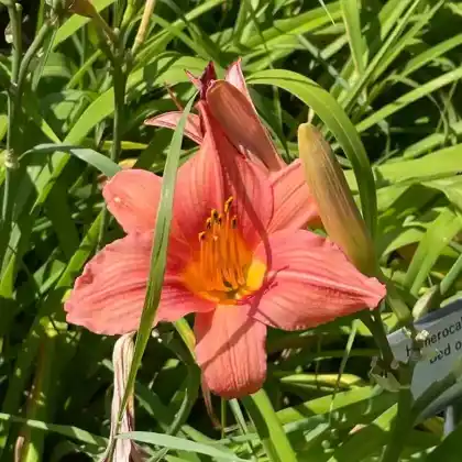 Foto von Taglilie 'Bed of Roses' (Hemerocallis x hybrida 'Bed of Roses')