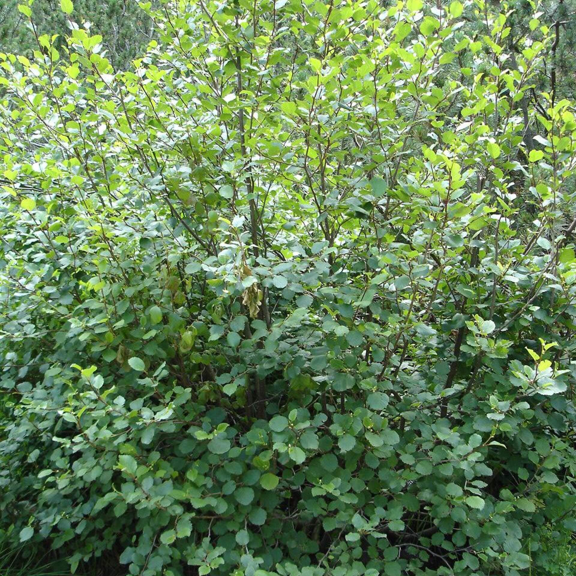 Grün-Erle (Alnus alnobetula)