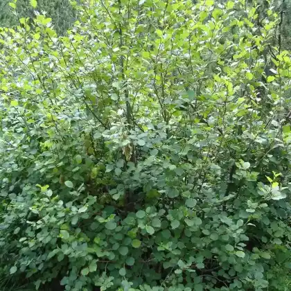 Foto von Grün-Erle (Alnus alnobetula)