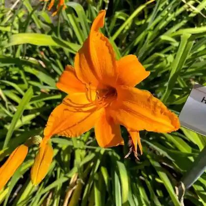 Foto von Taglilie 'Burning Daylight' (Hemerocallis x hybrida 'Burning Daylight')
