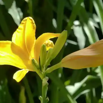 Foto von Taglilie 'Cartwheels' (Hemerocallis x hybrida 'Cartwheels')