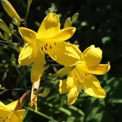 Foto von Taglilie 'Corky' (Hemerocallis x hybrida 'Corky')