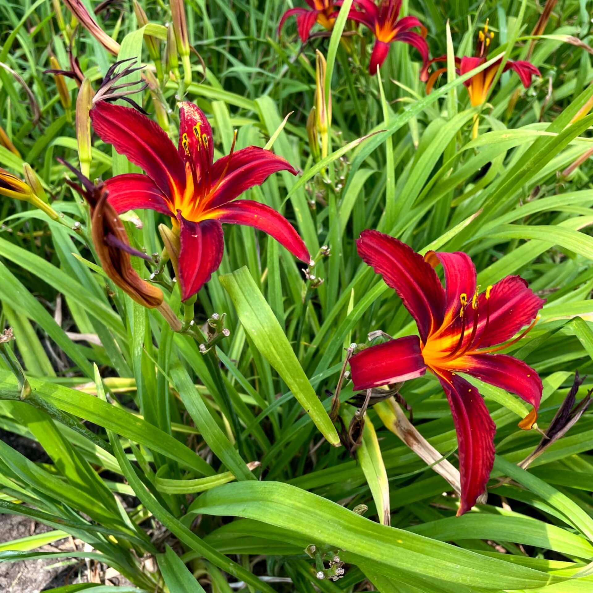 Taglilie 'Crimson Pirate' (Hemerocallis x hybrida 'Crimson Pirate')