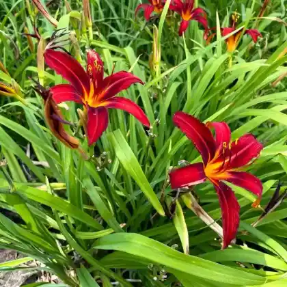Foto von Taglilie 'Crimson Pirate' (Hemerocallis x hybrida 'Crimson Pirate')