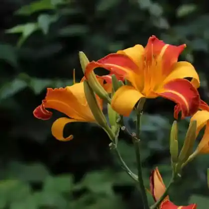 Foto von Taglilie 'Frans Hals' (Hemerocallis x hybrida 'Frans Hals')
