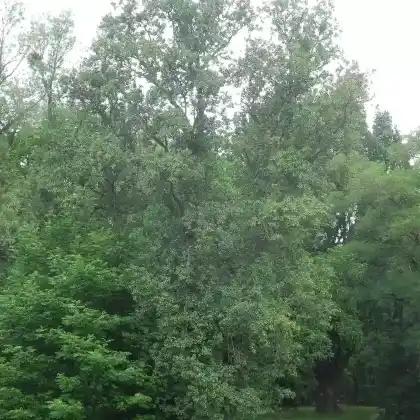 Foto von Italienische Erle (Alnus cordata)