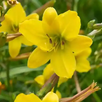 Foto von Taglilie 'Lemon Bells' (Hemerocallis x hybrida 'Lemon Bells')