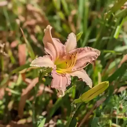 Foto von Taglilie 'Luxury Lace' (Hemerocallis x hybrida 'Luxury Lace')